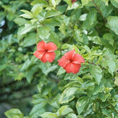 八重山くば笠「畑人」【先人の知恵が詰まった逸品】