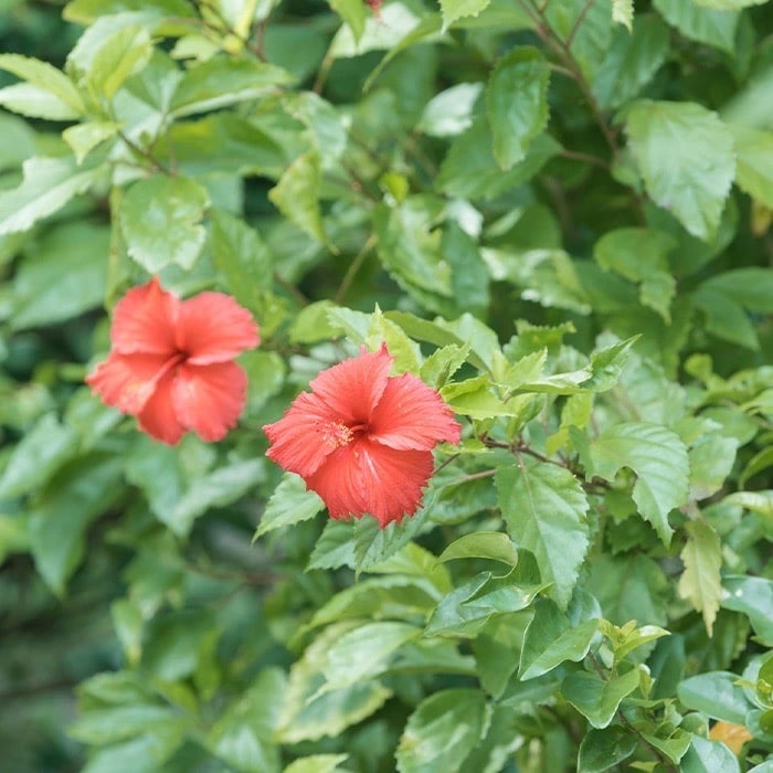 塩せんべいフロランタン 10枚入×2箱【合計20枚】塩キャラメル味&黒糖キャラメル味