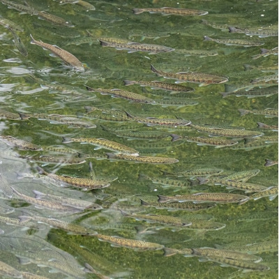 安芸高田 滝ヶ谷 やまめの炭火焼(6尾入り)[No5895-0624]