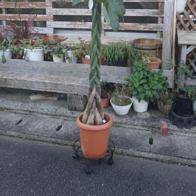 キャスター付鉢のせ台 M 植木鉢台 室内利用可 園芸用品 [株式会社オビタス] 【011S155】