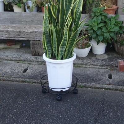 キャスター付鉢のせ台 L 植木鉢台 室内利用可 園芸用品 [株式会社オビタス] 【013S078】