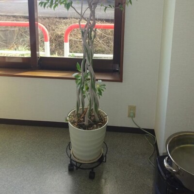 キャスター付鉢のせ台 L 植木鉢台 室内利用可 園芸用品 [株式会社オビタス] 【013S078】