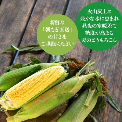 <定期便 8月上旬・8月下旬朝採り>壮瞥町産 とうもろこし黄・白 食べ比べ SBTP011