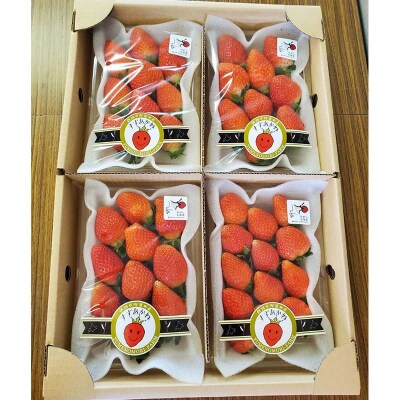 先行予約!【2026年6月末から順次発送】すずあかね(M～L) 約900g F4F-4623