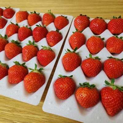 先行予約!【2026年6月末から順次発送】すずあかね 32～60粒×1箱 夏いちご F5F-0095