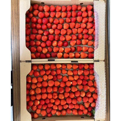 【 訳あり 】赤い妖精 1.8kg(小粒 1粒5～9g) 規格外 F4F-4624