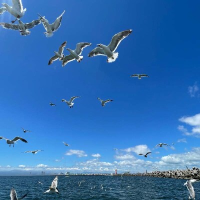 【貸切クルーズ】釧路観光クルーズ船シークレイン 貸切プライベートクルーズ クルーズ F4F-4330