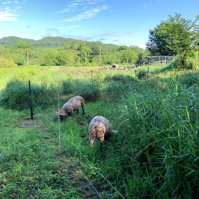 【放牧豚】小間切れ 300g×3 計900g 肉 豚肉 冷凍 豚 お肉 薄切り F4F-8452