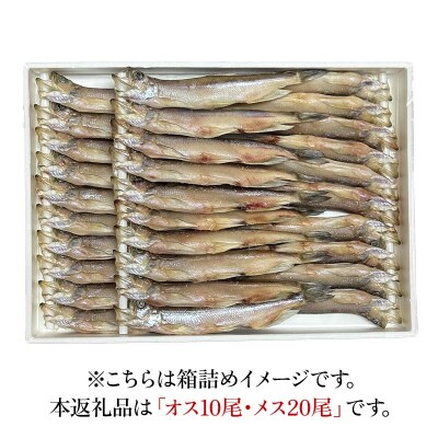 本ししゃも オス10尾・メス20尾 釧路産 本ししゃも 魚 ししゃも F4F-8866