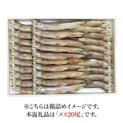 本ししゃも メス20尾 釧路産 本ししゃも 魚 ししゃも プチプチたまごのメス F4F-8436