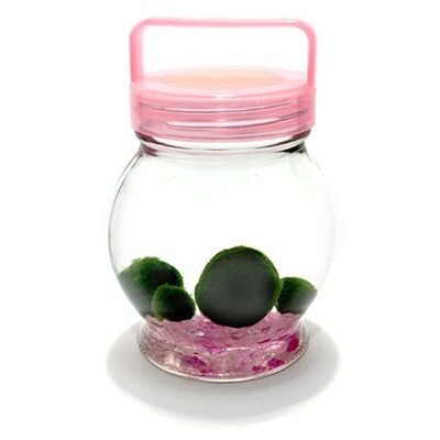 阿寒湖銘菓まりもプリン5個入と養殖まりもセット(ピンク) ふるさと納税 菓子 F4F-1862