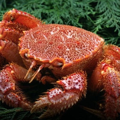 特大級毛がに 800g～900g×1尾 ふるさと納税 かに 蟹 F4F-5331