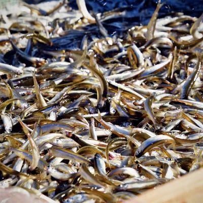 北海道釧路産 阿寒湖わかさぎ佃煮 250g×2 ふるさと納税 魚 F4F-1064