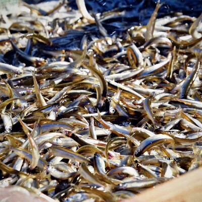 北海道釧路産 阿寒湖わかさぎ佃煮 140g×3 ふるさと納税 魚 F4F-1065
