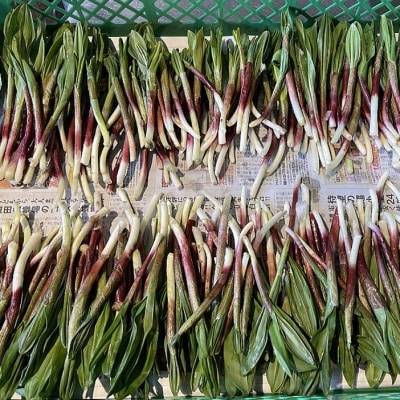 釧路産・天然 鮮度そのまま行者にんにく 250g×2 F4F-0539