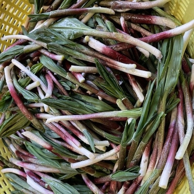 釧路産・天然 鮮度そのまま行者にんにく 250g×2 F4F-0539