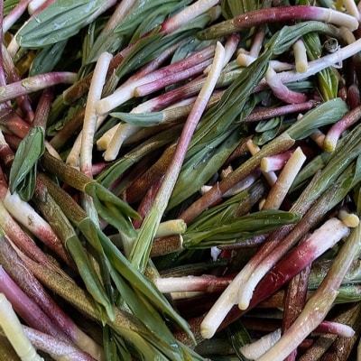 釧路産・天然 鮮度そのまま行者にんにく 250g×2 F4F-0539