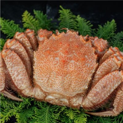 釧路福司限定酒(海底力720ml)とボイル毛がに450gのセット かに 蟹 酒 F4F-0535