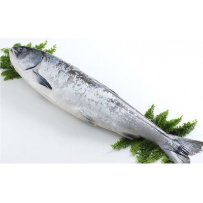 船上活じめ 釧路定置 時鮭(ときしらず・時さけ)半身 小 約600g 北海道産 F4F-1557