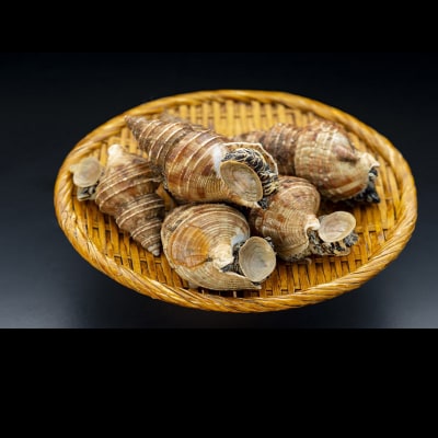 北海道産・殻付き ボイル 灯台つぶ 1.0kg (冷凍) 浜ゆで つぶ貝 ツブ貝 F4F-1561