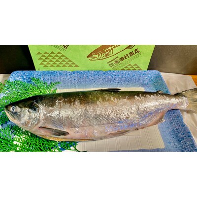 旨味抜群!!甘塩紅鮭1尾 切り身 ふるさと納税 北海道 定期便 4か月連続 4回 F4F-5376