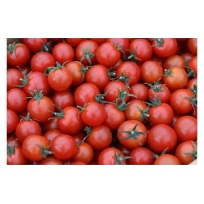 むつ市産　寅福菜園の「ミニトマト」4㎏