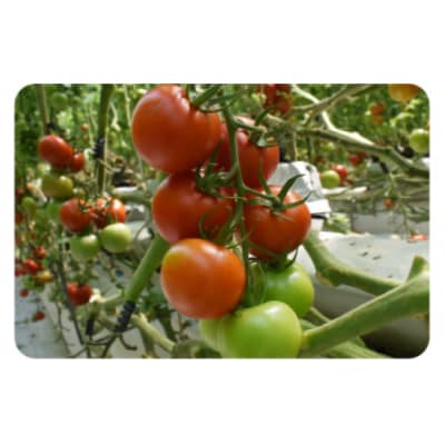 むつ市産　寅福菜園の「サステナブルトマト」4kg