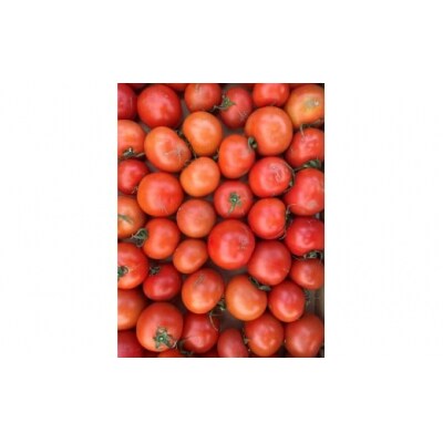 むつ市産　寅福菜園の「サステナブルトマト」訳あり4kg