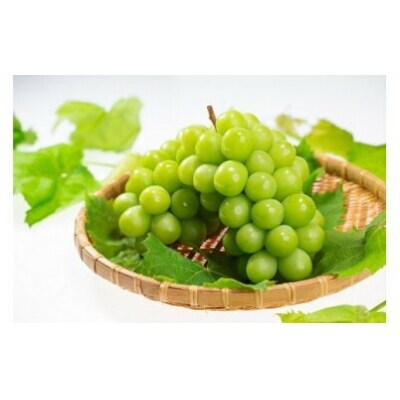 【2026年8月中旬以降発送】いずもぶどう　シャインマスカット(800g見当)【2-039】