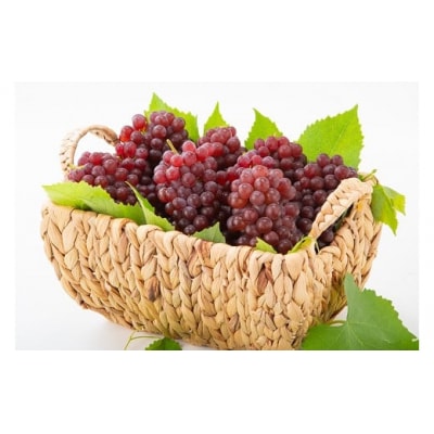 【2026年6月以降発送】いずもぶどうデラウェア 約1.5kg 7-8房