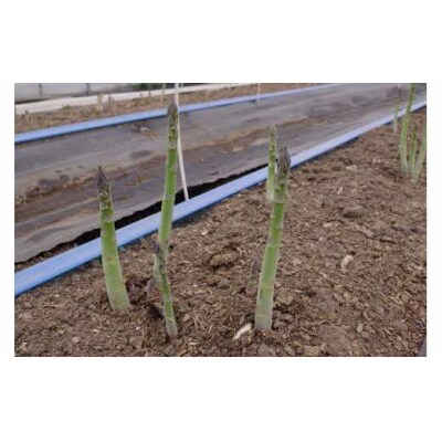 【令和8年7～8月中旬発送・先行予約受付中】夕張の大地が育んだ夏アスパラ(1kg) FO2