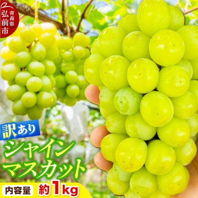 【26年10月～クール便発送】ぶどう【訳あり】シャインマスカット約1kg|24_ikf-010101