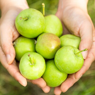 テキカカシードル(シードル 、ラガー) 各330ml×3本 計6本|24_mye-050601