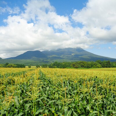 とうもろこし 嶽きみ真空パック家庭用　食べきりサイズ×12本|24_nkk-011201