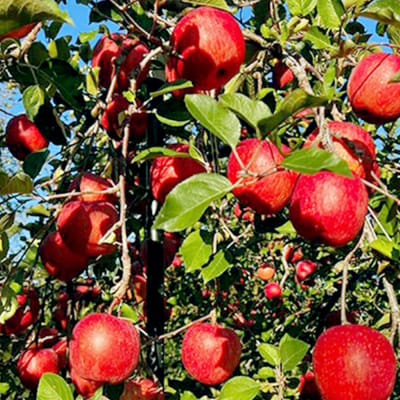 りんご サンふじ【特選】贈答用 約3kg 小山内農園|24_osn-020301