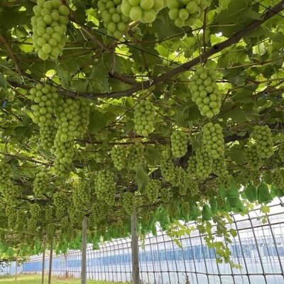 【26年9月～】【訳あり】 房から外した粒だけシャインマスカット1kg|24_tvf-030101