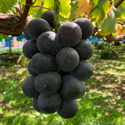 【訳あり】 藤稔 1kg ぶどう フルーツ 果物|24_tvf-050101