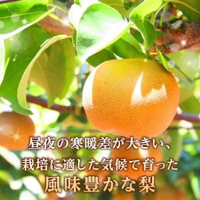 《先行受付》山形産和梨(品種お任せ)約3kg 秀品【2026年9月頃～順次発送予定】 063-015