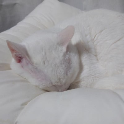 猫ベッド 国産日本製 ねこのためのまくら Mサイズ 丸洗いできる