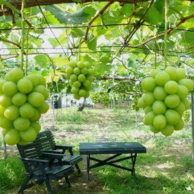 先行受付 中房シャインマスカット2房(約1kg) 令和8年度 渡辺果樹園 贈答用 【018S031】