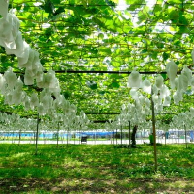 先行受付 中房シャインマスカット2房(約1kg) 令和8年度 渡辺果樹園 贈答用 【018S031】