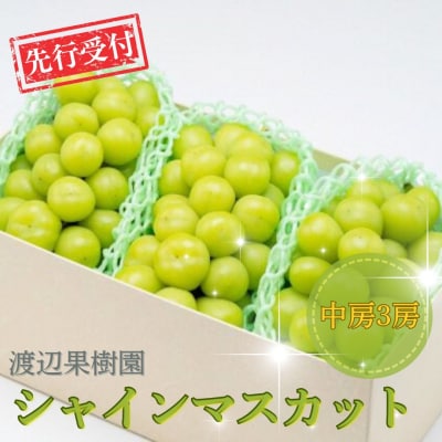 先行受付 シャインマスカット3房(約1.5kg) 令和8年度 贈答用 渡辺果樹園 【026S044】