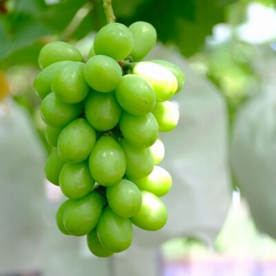 先行受付 シャインマスカット3房(約1.5kg) 令和8年度 贈答用 渡辺果樹園 【026S044】