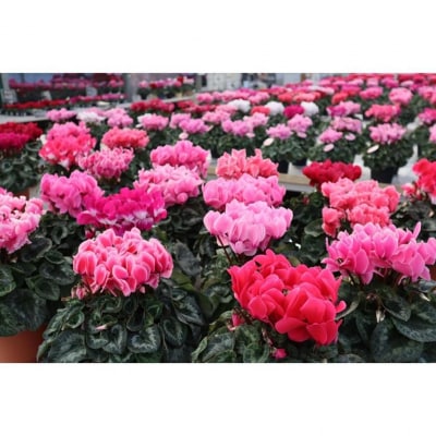 シクラメン　6号鉢　〈神明園〉(12月発送)