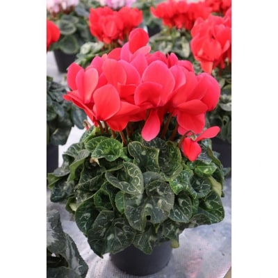 シクラメン　6号鉢　〈神明園〉(12月発送)