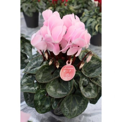 シクラメン　6号鉢　〈神明園〉(12月発送)