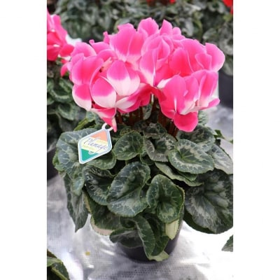 シクラメン　6号鉢　〈神明園〉(12月発送)