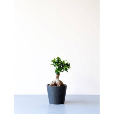 【鉢付き】ガジュマル Sサイズ【鉢:ブラック】