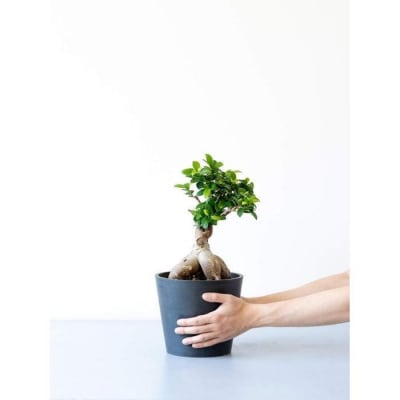 【鉢付き】ガジュマル Sサイズ【鉢:ブラック】