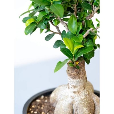 【鉢付き】ガジュマル Sサイズ【鉢:ブラック】